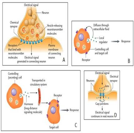 Answer the following questions using the accompanying figure. Match the types of cell communication shown in the figures with the descriptions below. Some choices may be used more than once.      Figure 9.1