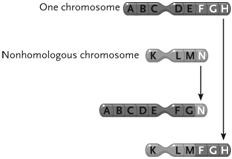 <strong> Figure 13.3 The change in the chromosomes depicted between the top and the bottom in the accompanying figure represents a(n) ____.</strong> A) inversion B) duplication C) reciprocal translocation D) deletion E) Philadelphia chromosome