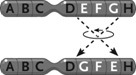 <strong> Figure 13.4 The change in the chromosome depicted between the top and the bottom in the accompanying figure represents a(n) ____.</strong> A) inversion B) duplication C) reciprocal translocation D) deletion E) Philadelphia chromosome