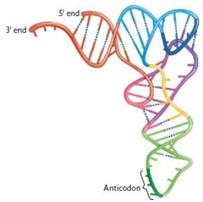 <strong> Figure 15.1 The structure in the figure above represents a molecule of ____.</strong> A) pre-mRNA B) tRNA C) snRNA D) mRNA E) rRNA