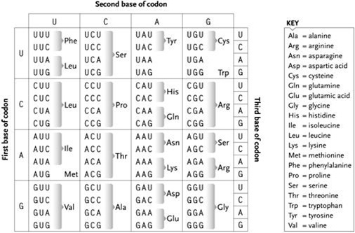 <strong> Use the table above for questions 67-69. See the provided genetic code table. The start codon for translation directs incorporation of which amino acid?</strong> A) lysine B) phenylalanine C) methionine D) glycine E) no amino acid is encoded; the start codon simply begins the process