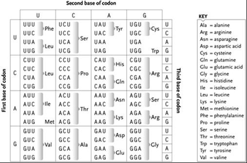 Using the genetic code shown here, predict the amino acid sequence that would be produced from the following partial DNA sequence if the top strand is the template strand: 3'-...TAC ACG TGG ACG TGA TTC TTA...-5' 5'-...ATG TGC ACC TGC ACT AAG AAT...-3'