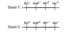 <strong> Figure 17.1 Use the accompanying figure for questions 9-11. The gene that governs a cell's ability to synthesize methionine from inorganic precursors is labeled met . The designation met<sup>-</sup>indicates the ____.</strong> A) normal allele B) mutant allele C) bacterium is biologically active D) bacterium is biologically inactive E) bacterium can make its own methionine