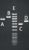<strong> Figure 18.1 (questions 44-47) Answer the question using the accompanying figure. Of the fragments labeled A-D, which is the smallest?</strong> A) A B) B C) C D) D E) it is impossible to tell