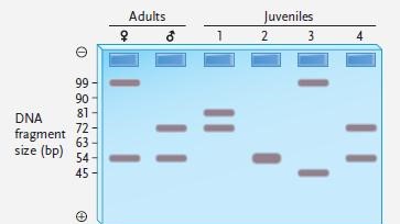 <strong> Figure 18.2 (question 74) Answer the question using the accompanying figure. The figure shows the alleles present at an STR locus in two adults and four juveniles. Which of the juvenile(s) could be offspring of the adults?</strong> A) juvenile 2 only B) juveniles 2 and 3 C) juveniles 1 and 4 D) juveniles 2 and 4 E) juveniles 1, 2, 3, and 4