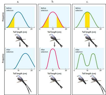 Answer the questions using the accompanying figure. Match each letter of the figure with the appropriate mode of natural selection.      Figure 21.1