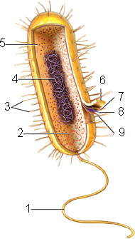   Figure 26.1  -Answer the question using the accompanying figure. Which number identifies the structure that facilitates movement?
