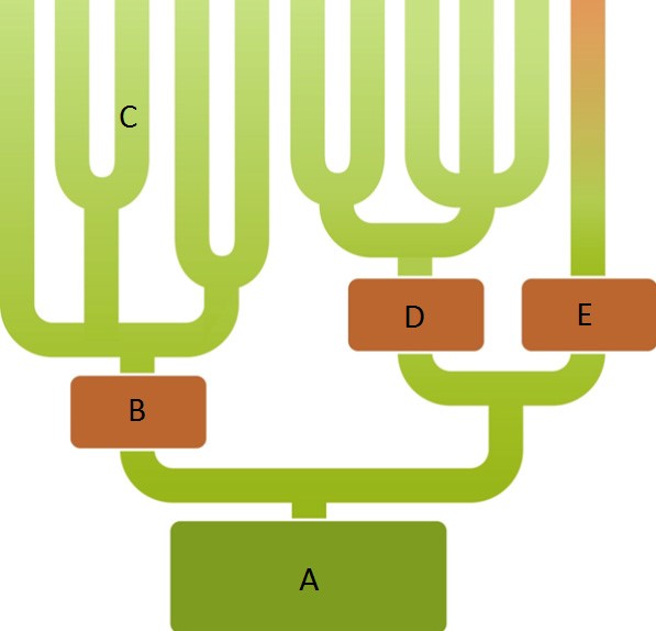   Figure 26.2 - ; note that B, D, and E are domains. Answer the question using the accompanying figure. Which branch of this phylogenetic tree identifies the common ancestor of all modern organisms?