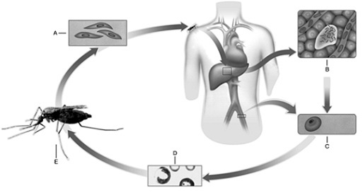 Figure 27.4 -Answer the question using the accompanying figure. Which stage of the Plasmodium life cycle does label D represent?
