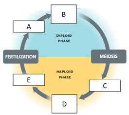 Answer the questions using the accompanying figure. Examine the overview of alternation of generations in plants. Match each letter with the part of the plant life cycle it represents. Figure 28.1