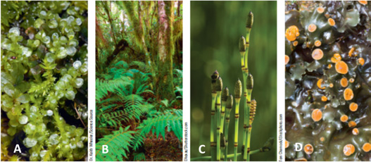 Answer the questions using the accompanying figure. Examine the images of seedless plants and match each letter to the appropriate name. Figure 28.2