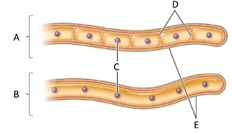 Answer the questions using the accompanying figure. Examine the fungal hyphae structures. Match each letter with the form or part represents. Figure 30.1