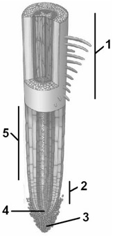 Figure 33.1 -Answer the question using the accompanying figure. In the diagram of a root tip, the structure labeled 3 is the ____.