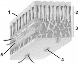 Figure 33.2 -Answer the question using the accompanying figure. In the internal leaf structure, the structure labeled 1 is ____.