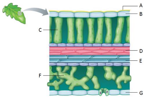 Examine the following figure. Match each letter of the figure with the appropriate structure. Figure 34.8 A