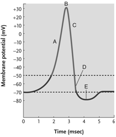 <strong> Figure 39.1 (questions 37-40) Answer the question using the accompanying figure. At which point in this action potential diagram are Na<sup>+</sup>inactivation gates opening?</strong> A) A B) B C) C D) D E) E