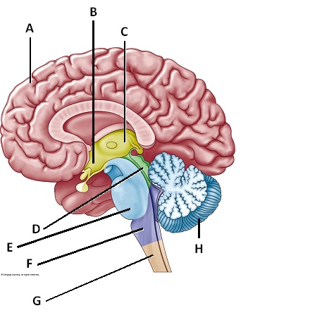    Figure 40.4  Answer the questions with the accompanying figure. Identify the adult brain regions.