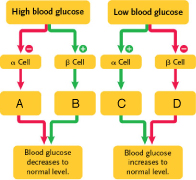 Figure 42.11 - Answer the question using the accompanying figure. In the box labeled 'A,' ____ levels ____.