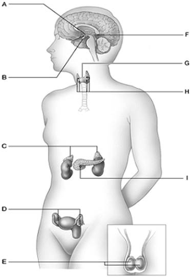 Answer the question using the accompanying figure. Identify the endocrine glands in the figure. Answers may be used more than once. Figure 42.6