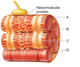 Figure 43.3 -Answer the question using the accompanying figure. Neurotransmitters and ____ are key components in the pathway for stimulating skeletal muscle contractions.