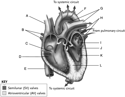 Figure 44.1 Use the accompanying figure and list of structures below to label the diagram of the human heart.