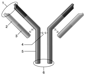 Figure 45.1 -Answer the question using the accompanying figure. If an antibody serves as a B-cell receptor, it will bind to the host cell membrane via region number____.