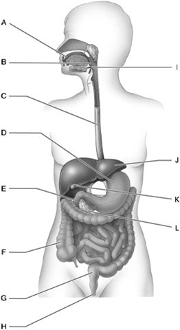 Figure 47.2 Answer the questions using the accompanying figure. Label each tooth type in the diagram.