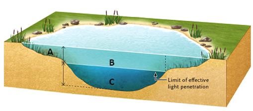 -Answer the question using the accompanying figure. Which letter(s) represent(s) the limnetic zone?