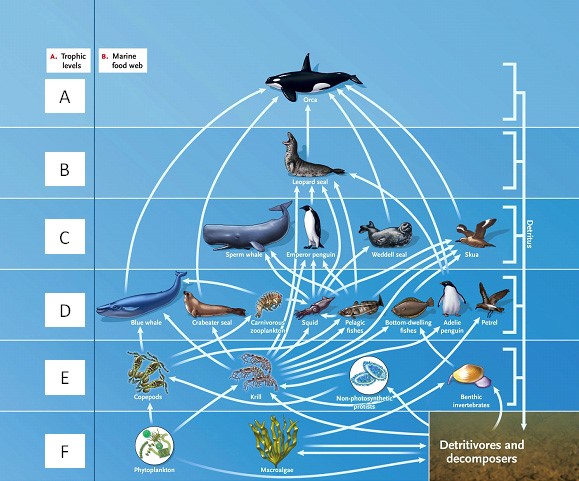 LABELING  Answer the question using the accompanying figure. Match the correct trophic level in the food web to the appropriate feeding relationship.        Figure 53.1 
