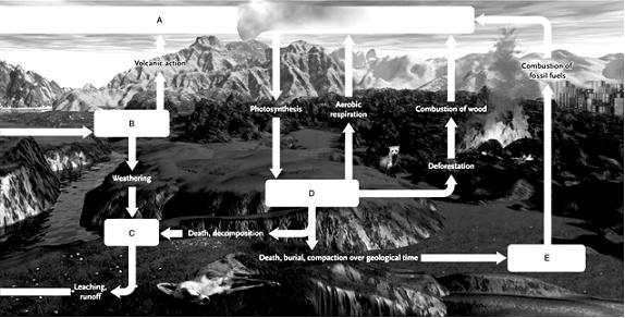 Answer the question using the accompanying figure. Match the appropriate terms to the boxes in the following image. Figure 54.12