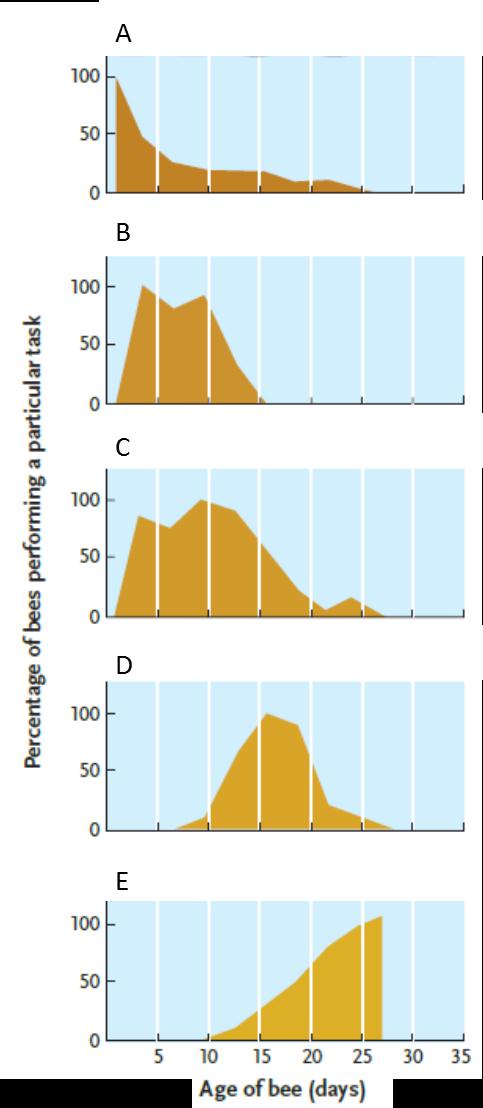 -Answer the question using the accompanying figure. Which graph represents the age span of worker bees primarily involved in feeding the brood?