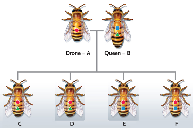 Figure 56.29 -Answer the question using the accompanying figure. The worker bees represented by letters C and F, which receive different alleles from the queen, are related to each other by ____.