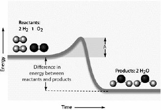 <strong> Examine the figure above and answer the following question(s). In the figure above, the amount of energy symbolized by the line A would be the</strong> A) reactant energy. B) product energy. C) cofactor energy. D) activation energy. E) intermediate energy.