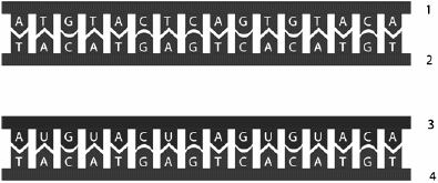 <strong> Examine the figure above and answer the following question(s). In this representation of transcription, the first genetic word of RNA is</strong> A) ATG. B) ATA. C) UAU. D) GUG. E) AUG.