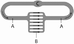 <strong> Examine the diagram above, and answer the following question(s). In the above diagram, B represents which of the following structures?</strong> A) large diameter blood vessels B) capillary beds C) the zone of diffusion of gases and nutrients D) the heart E) capillary beds and the zone of diffusion of gases and nutrients
