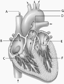 <strong> For the following question(s), refer to the diagram above. The structure labeled F is the</strong> A) right ventricle. B) left atrium. C) left ventricle. D) right atrium. E) superior vena cava.