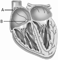 <strong>In this diagram of the heart, which of the following choices correctly identifies A and B? </strong> A) A is the AV node; B is the cardiac pacemaker. B) A is the SA node; B is the septum. C) A is the AV node; B is the SA node. D) A is the SA node; B is the AV node. E) A is the septum; B is the cardiac pacemaker.