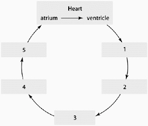 <strong>Using the flow chart, starting with the heart and going in order 1 - 5, which is the correct order of blood flow? </strong> A) capillaries, venules, veins, arteries, arterioles B) arterioles, arteries, venules, veins, capillaries C) arteries, arterioles, capillaries, venules, veins D) veins, venules, capillaries, arterioles, arteries E) arteries, veins, arterioles, capillaries, venules