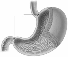 <strong>The arrows in the diagram below are pointing to </strong> A) the esophagus and small intestine. B) the trachea and large intestine. C) the sphincters at the top and bottom of the stomach. D) the esophagus and pancreas. E) the stomach.