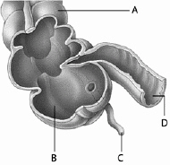<strong> Use the above picture to answer the following question(s). Referring to the above diagram, what structure is labeled D?</strong> A) the appendix B) the cecum C) a polyp D) a portion of the small intestine E) the colon
