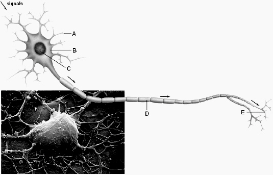 <strong> Use the above figure to answer the following question(s). What is depicted in the above diagram?</strong> A) a sensory neuron B) an interneuron C) a motor neuron D) a neuroglial cell E) none of these