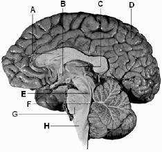 Use the above figure to answer the following question(s). Referring to the above diagram of the brain, B identifies which region?