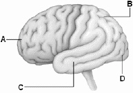 Use the above figure to answer the following question(s). Referring to the above diagram of the brain, D identifies which lobe of the cerebrum?
