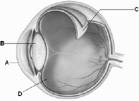 Use the above figure to answer the following question(s). The ____ of the eye focuses light on the eye's photoreceptors. In the above diagram of the eye, which letter identifies it?