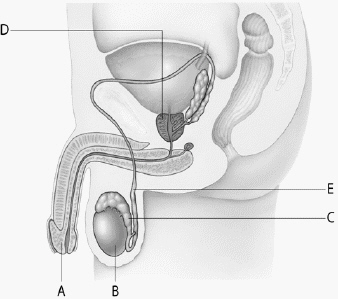 The organ at letter ________ can become troublesome and cancerous in older men, causing restricted urine flow.