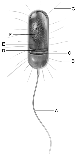 Examine the following figure. Match each letter of the figure with the appropriate cell structure.