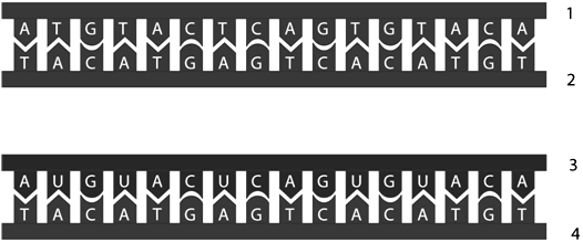 <strong> In this representation of transcription, strand # ____ is ____ because it ____.</strong> A) 2; RNA; is double-stranded B) 3; RNA; contains uracil C) 2; RNA; contains thymine D) 2; RNA; has no uracil E) 3; DNA; contains adenine