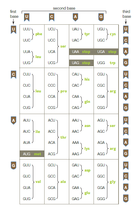 <strong> Referring to the given image, what is the most likely sequence of DNA that codes for the amino acid sequence asn-tyr-phe-ser-pro?</strong> A) AACTATAAATCACCA B) GGGCCATGTAAACTA C) CUUAUAAAAAGUUGA D) TTGATAAAAAGTGGT E) TTGATCGGAAGTTGA