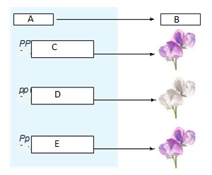 Match the following terms to the correct label in the figure below .