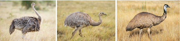 <strong>The study of the body structures of the ostrich, emu, and rhea shown here is an example of ____. </strong> A) morphological divergence B) comparative morphology C) anatomical convergence D) biogeography E) radiometric dating